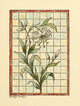 Belcher Mosaic Glass 1886 Poster Print by Alfred Pilgrim