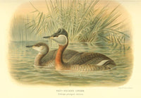Red-necked Grebe Poster Print from Birds of the British Islands by Archibald Thorburn