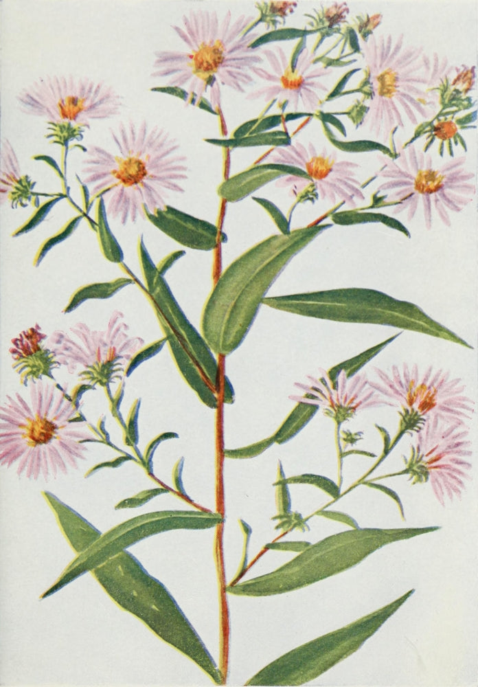 Wild Flowers Aster Novi Belgii Poster Print by M. & Shaw Saterlee