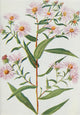 Wild Flowers Aster Novi Belgii Poster Print by M. & Shaw Saterlee
