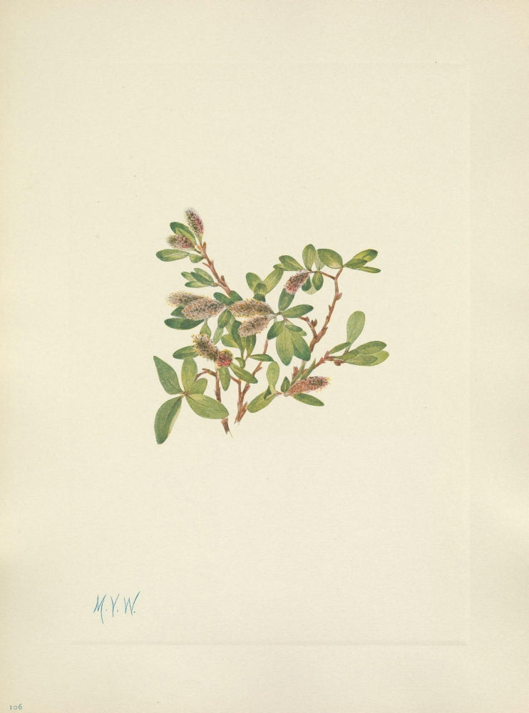 N. American Wild Flowers Rock Willow Poster Print by Mary V. Walcott on premium paper.