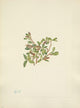 N. American Wild Flowers Rock Willow Poster Print by Mary V. Walcott on premium paper.