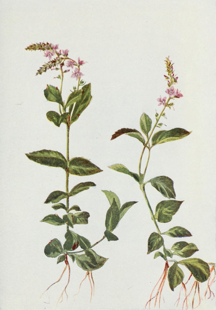 Wild Flowers 1909 Common Speedwell Poster Print by M. & Shaw Saterlee