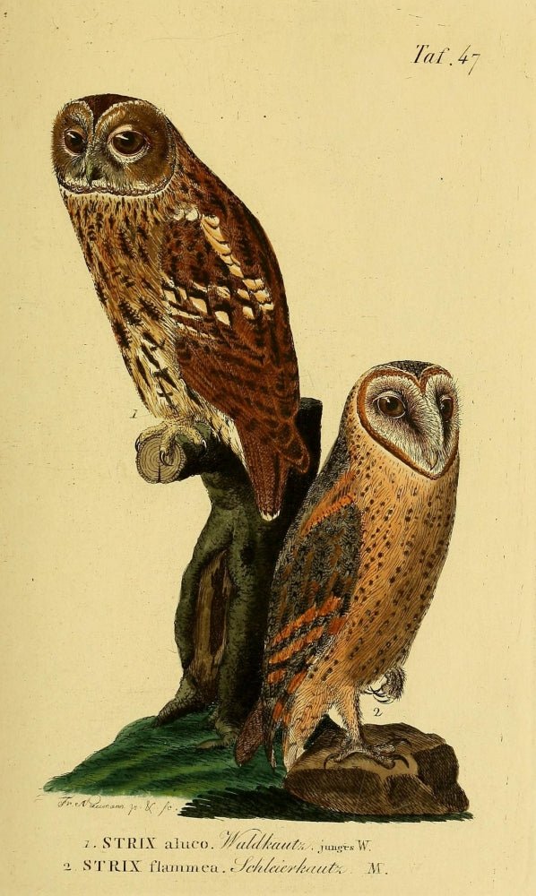 Naturgeschichte der Vögel Tawny Owl Poster Print by J.A. Naumann