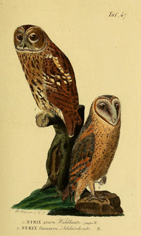 Naturgeschichte der Vögel Tawny Owl Poster Print by J.A. Naumann