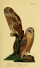 Naturgeschichte der Vögel Tawny Owl Poster Print by J.A. Naumann