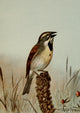 Bird Life 1901 Dickcissel Poster Print by Ernest T. Seton, showcasing vibrant illustration of the Dickcissel bird.