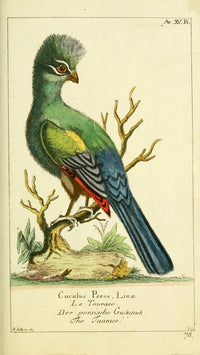 Naturgeschichte des Thierreichs 1780 Turaco Poster Print by Daniel Sotzmann