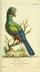 Naturgeschichte des Thierreichs 1780 Turaco Poster Print by Daniel Sotzmann