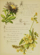 Artistic Language of Flowers 1888 Poster Print - Vibrant floral artwork
