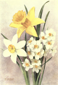 Bulb Gardening 1922 Daffodils Poster Print by M. Astley West