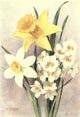 Bulb Gardening 1922 Daffodils Poster Print by M. Astley West