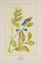 Wild Flowers of America 1894 Beach Pea Poster Print showcasing vibrant Beach Pea flowers.
