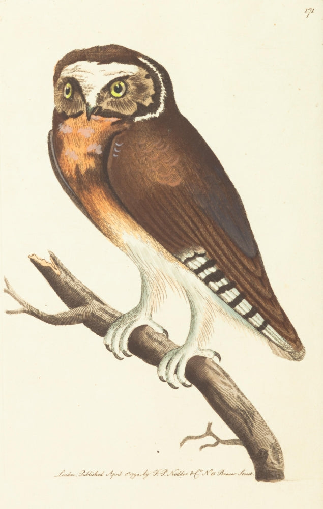 Naturalist's Miscellany 1789 White-fronted Owl Poster Print