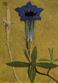 Alpine Flora 1911 Gentiana Kochiana Poster Print by Philippe Robert