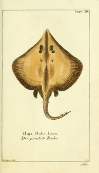 Naturgeschichte des Thierreichs Common Skate Poster Print by Daniel Sotzmann, 18 x 24