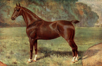 The Horse 1906 Hackney Mare, Lady Keyingham Poster Print