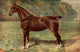 The Horse 1906 Hackney Mare, Lady Keyingham Poster Print