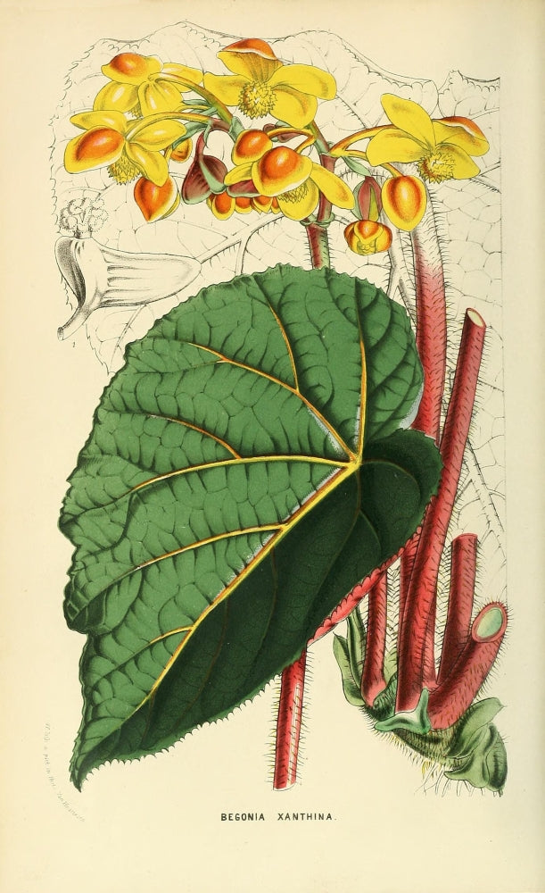 The Florist and Horticultural Journal 1854 Begonia Poster Print showcasing vibrant colors and intricate details.