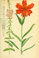 Gartenflora 1870 Lily Poster Print showcasing vintage floral art.