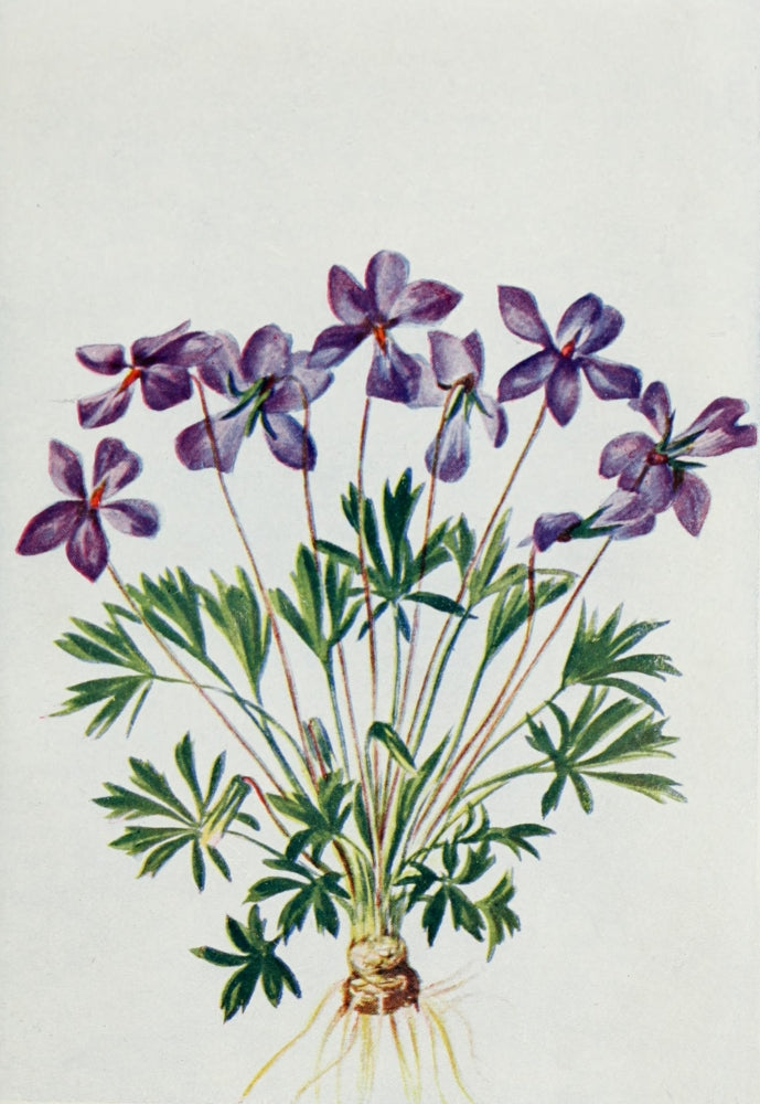 Wild Flowers 1909 Bird-foot Violet Poster Print by M. & Shaw Saterlee