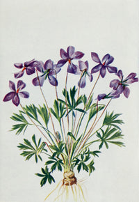 Wild Flowers 1909 Bird-foot Violet Poster Print by M. & Shaw Saterlee