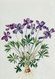 Wild Flowers 1909 Bird-foot Violet Poster Print by M. & Shaw Saterlee