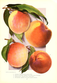 Chase Fruit & Flowers 1922 Peaches Poster Print featuring vibrant peaches and flowers.