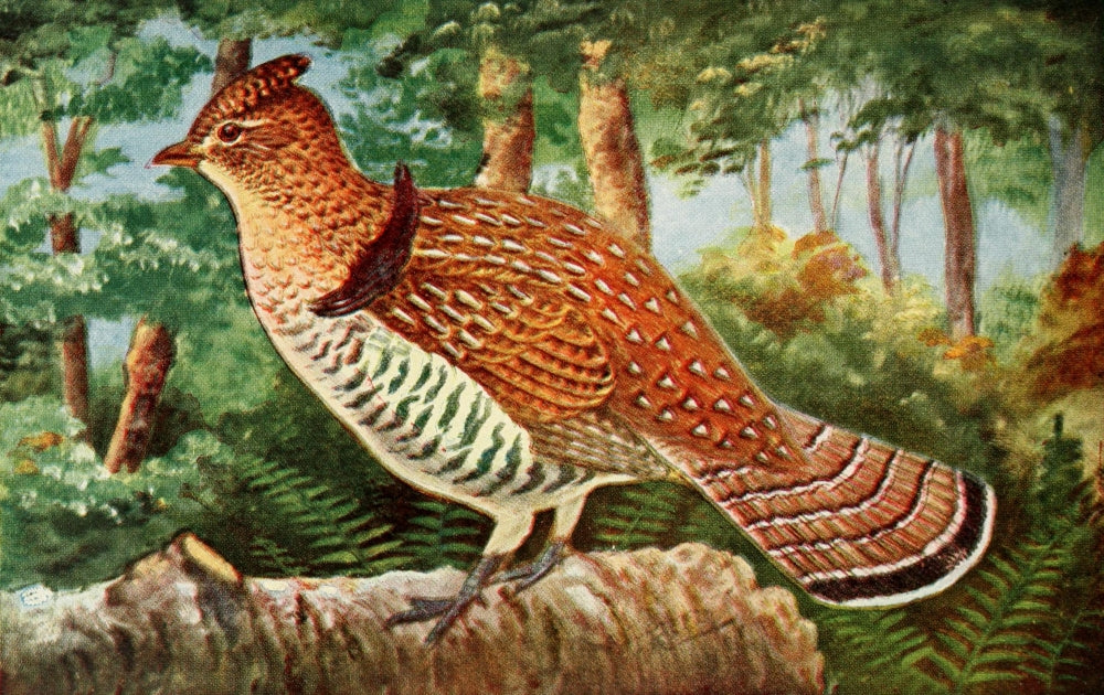 Birds in Literature 1911 Ruffed Grouse Poster Print by C. Reed
