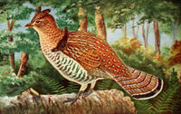 Birds in Literature 1911 Ruffed Grouse Poster Print by C. Reed