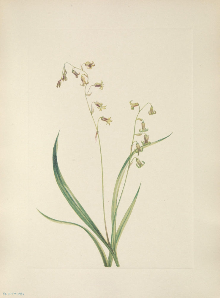 N. American Wild Flowers Bronzebells Poster Print by Mary V. Walcott