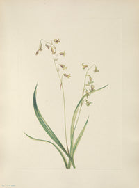 N. American Wild Flowers Bronzebells Poster Print by Mary V. Walcott