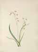 N. American Wild Flowers Bronzebells Poster Print by Mary V. Walcott