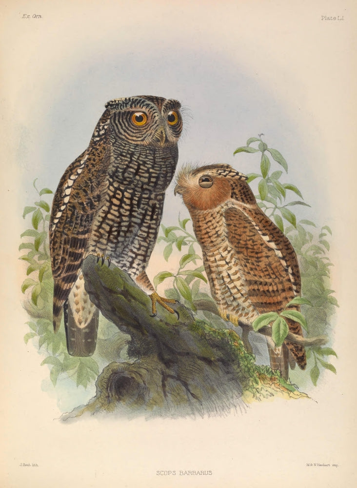 Exotic Ornithology Barbed Owl Poster Print by Joseph Smit