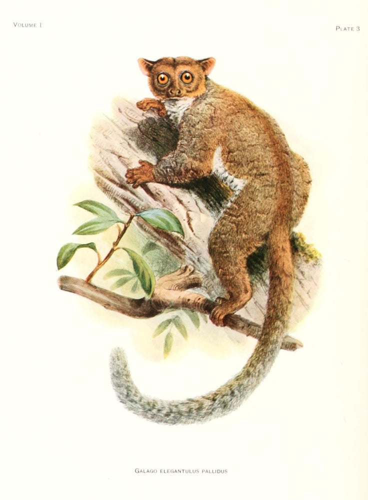 Primates 1913 Needle-Clawed Bushbaby Poster Print by Joseph Wolf
