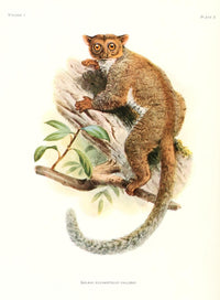 Primates 1913 Needle-Clawed Bushbaby Poster Print by Joseph Wolf