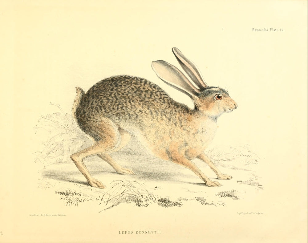 Zoology of H.M.S. Sulphur Black-tailed Jack-rabbit Poster Print