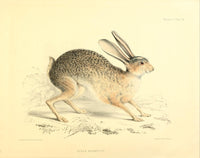 Zoology of H.M.S. Sulphur Black-tailed Jack-rabbit Poster Print