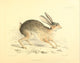 Zoology of H.M.S. Sulphur Black-tailed Jack-rabbit Poster Print