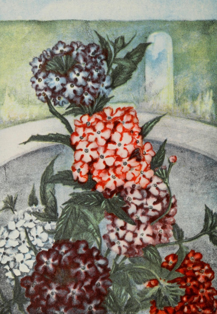 Garden Flowers 1926 Verbena Poster Print by Myron Van Brunt