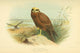 Birds of the British Islands 1885 Harrier, Marsh Poster Print by Archibald Thorburn