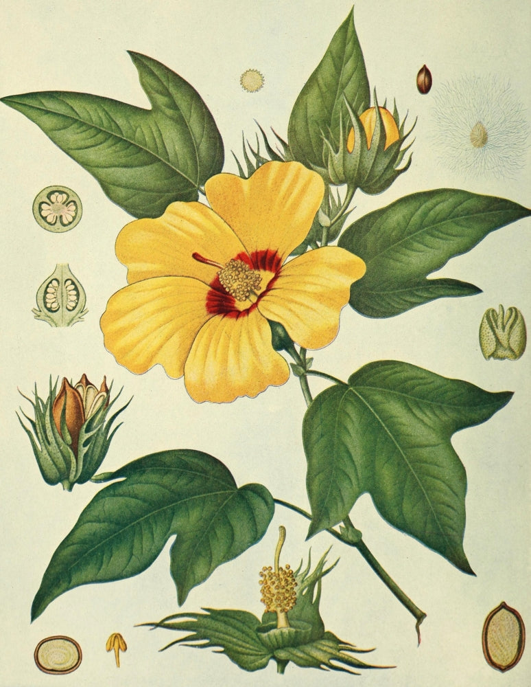 Birds & Nature Vintage Poster Print (1899-1905) on premium paper