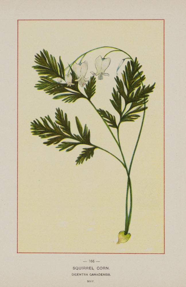 Wild Flowers of America Squirrel Corn Poster Print from 1894.