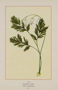 Wild Flowers of America Squirrel Corn Poster Print from 1894.