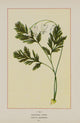 Wild Flowers of America Squirrel Corn Poster Print from 1894.