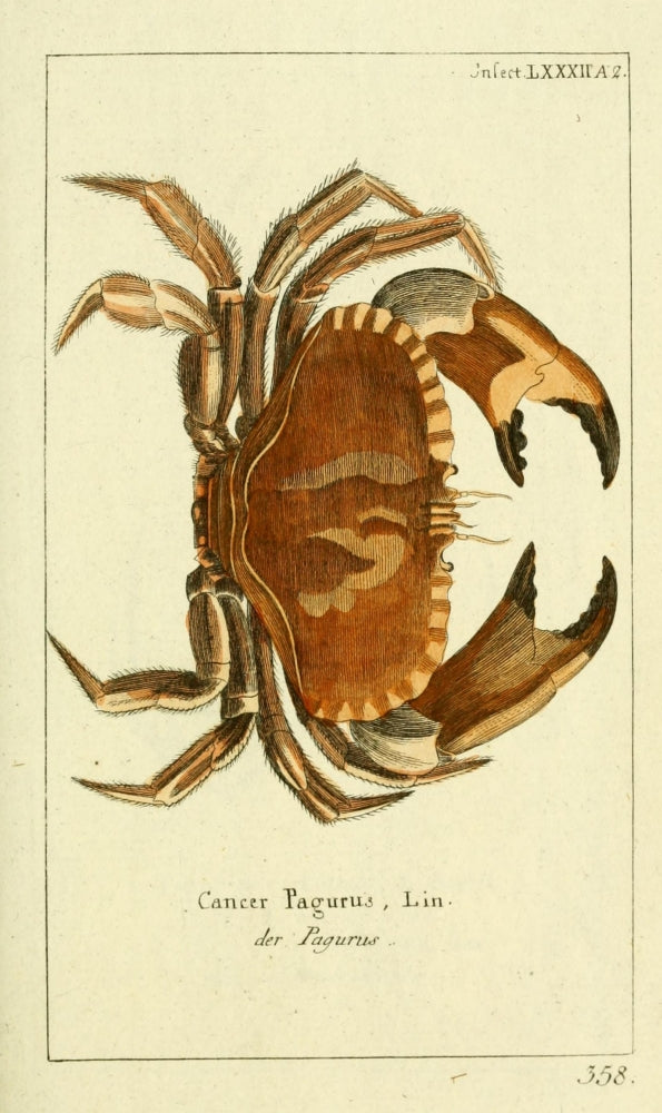 Naturgeschichte des Thierreichs Crab Poster Print by Daniel Sotzmann
