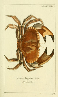 Naturgeschichte des Thierreichs Crab Poster Print by Daniel Sotzmann