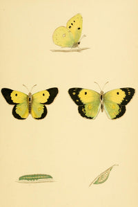 History of British Butterflies Clouded Yellow Poster Print