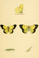 History of British Butterflies Clouded Yellow Poster Print
