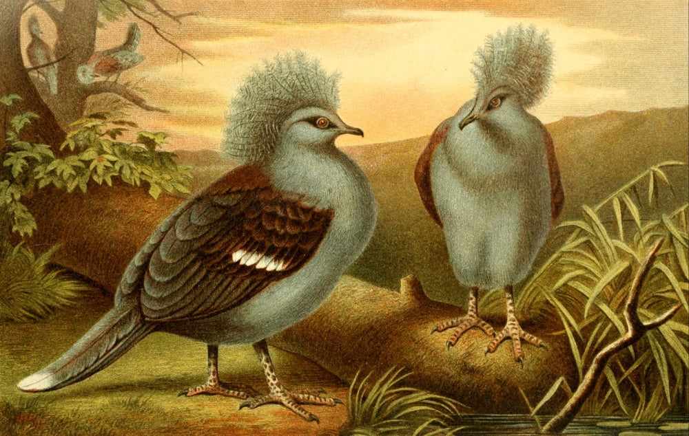 Brehms Tierleben Western Crowned Pigeon Poster Print showcasing vibrant colors and intricate details.